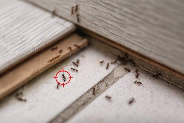 Best Commercial Pest Control Services  in Fairburn, GA