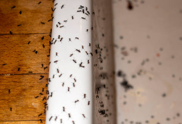 Best Termite Control Services  in Fairburn, GA