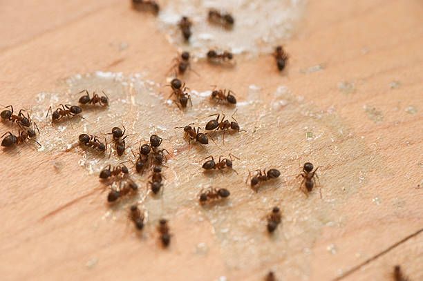 Best Emergency Pest Control  in Fairburn, GA