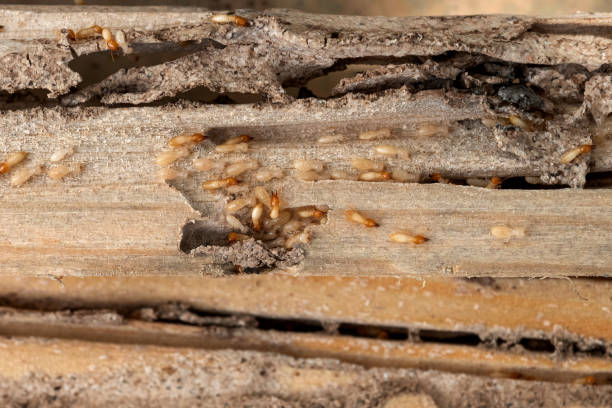 Best Exterminator Services  in Fairburn, GA